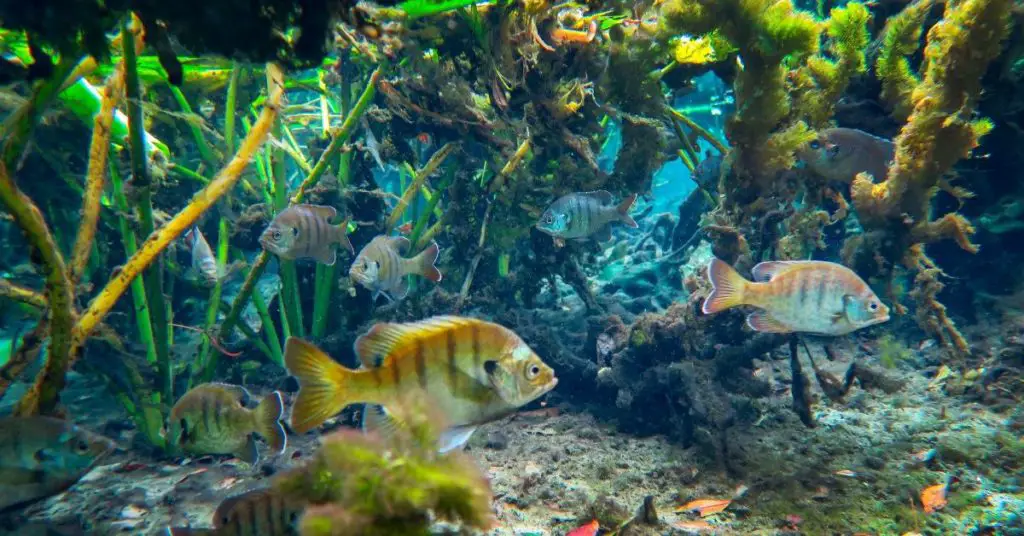 Can Bluegill and Goldfish Live Together in a pond? About Backyard