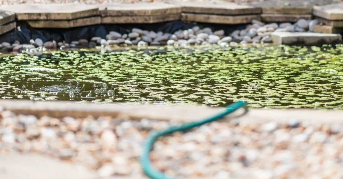 Can Algaecide in a Pond Kill Fish or Plants