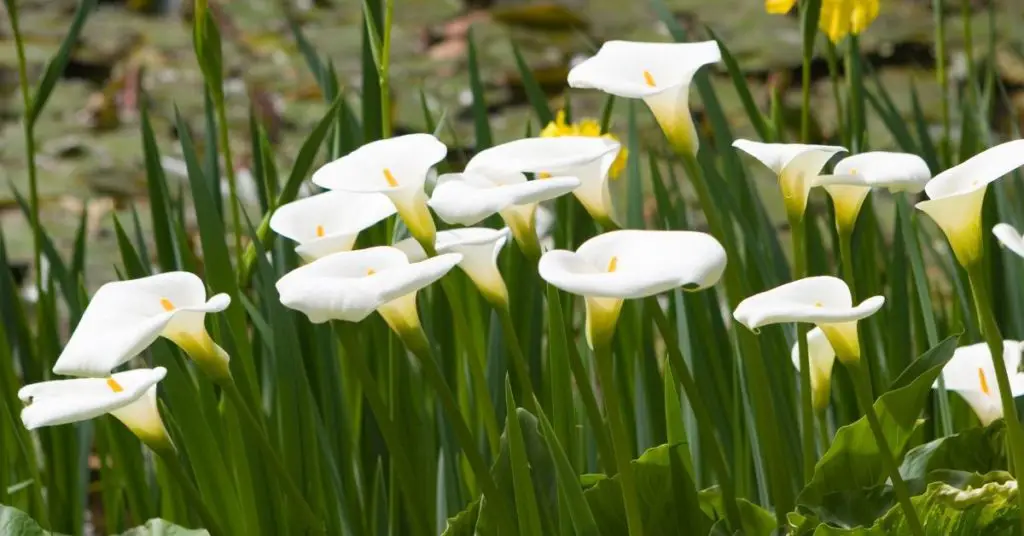can-calla-lilies-grow-in-a-pond-about-backyard