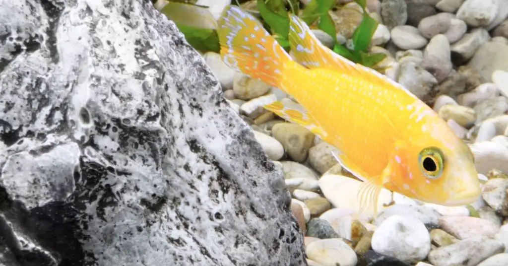 Can Cichlids Live in a Pond? - About Backyard