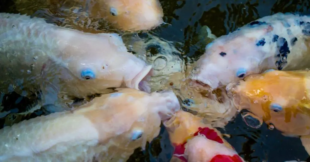 Can Koi Eat Goldfish Food? What Can You Feed Koi Fish in a Pond