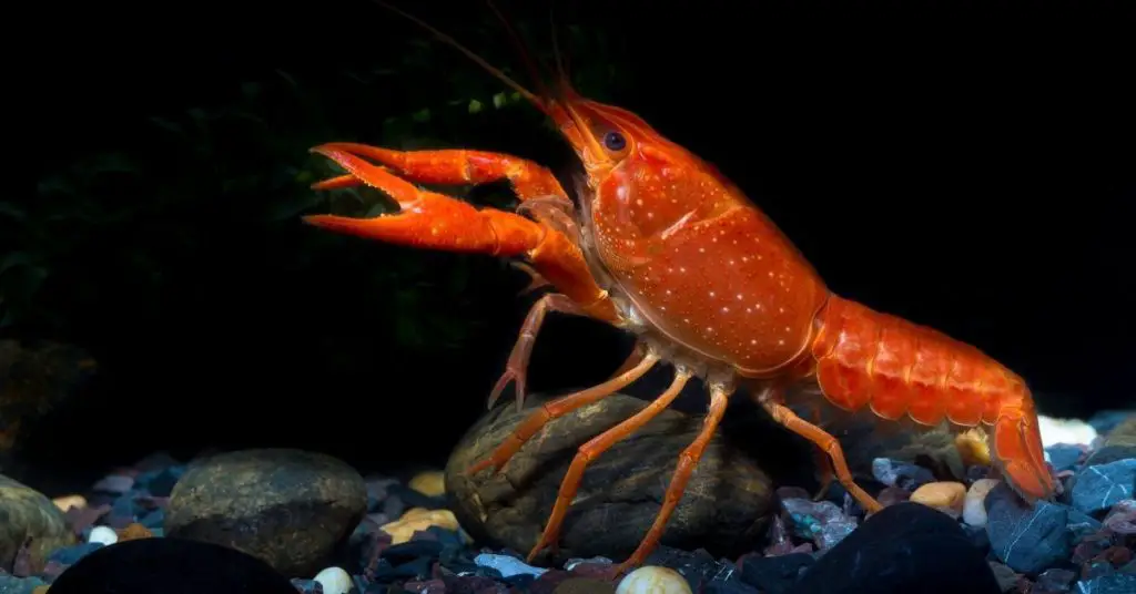 Can You Keep Crayfish in a Pond? About Backyard