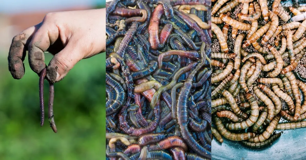 Do Koi Eat Worms? Feeding Koi Earthworms, Bloodworms, and Mealworms