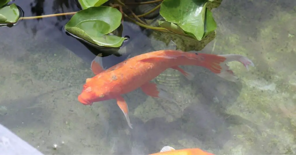 Do Koi Fish Scales Grow Back? About Backyard