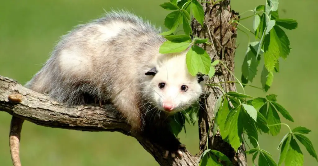 Do Possums or Raccoons Eat Fish, What Animals Eat My Pond Fish?