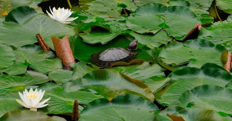 do-turtles-eat-water-lilies-about-backyard