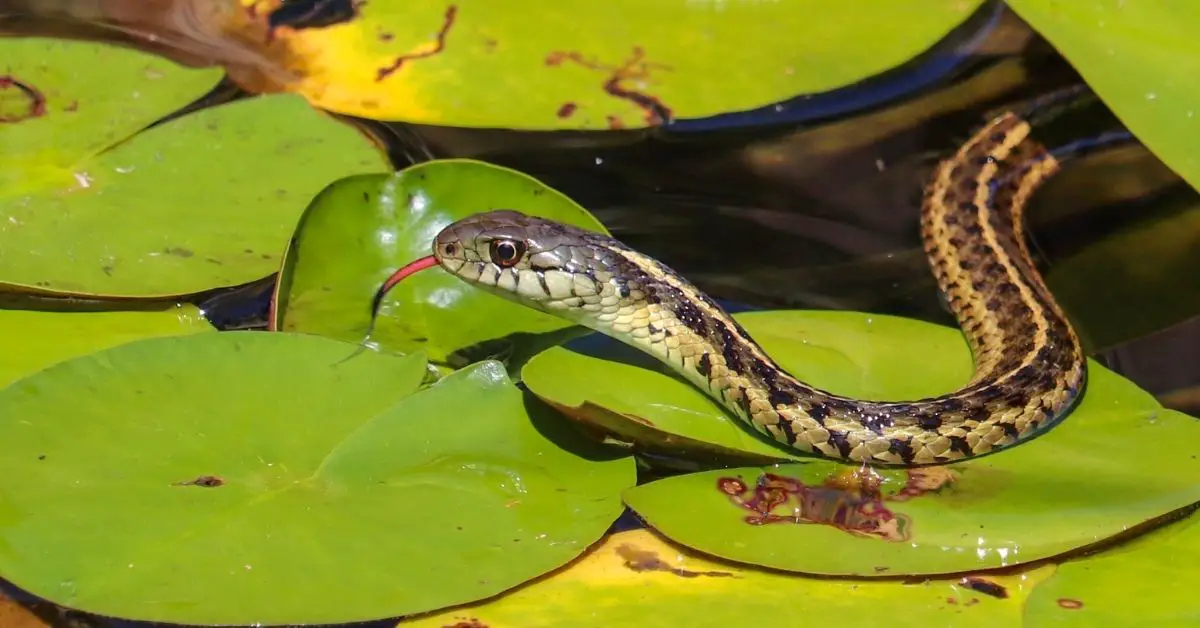 Do garter snakes eat fish from your pond?