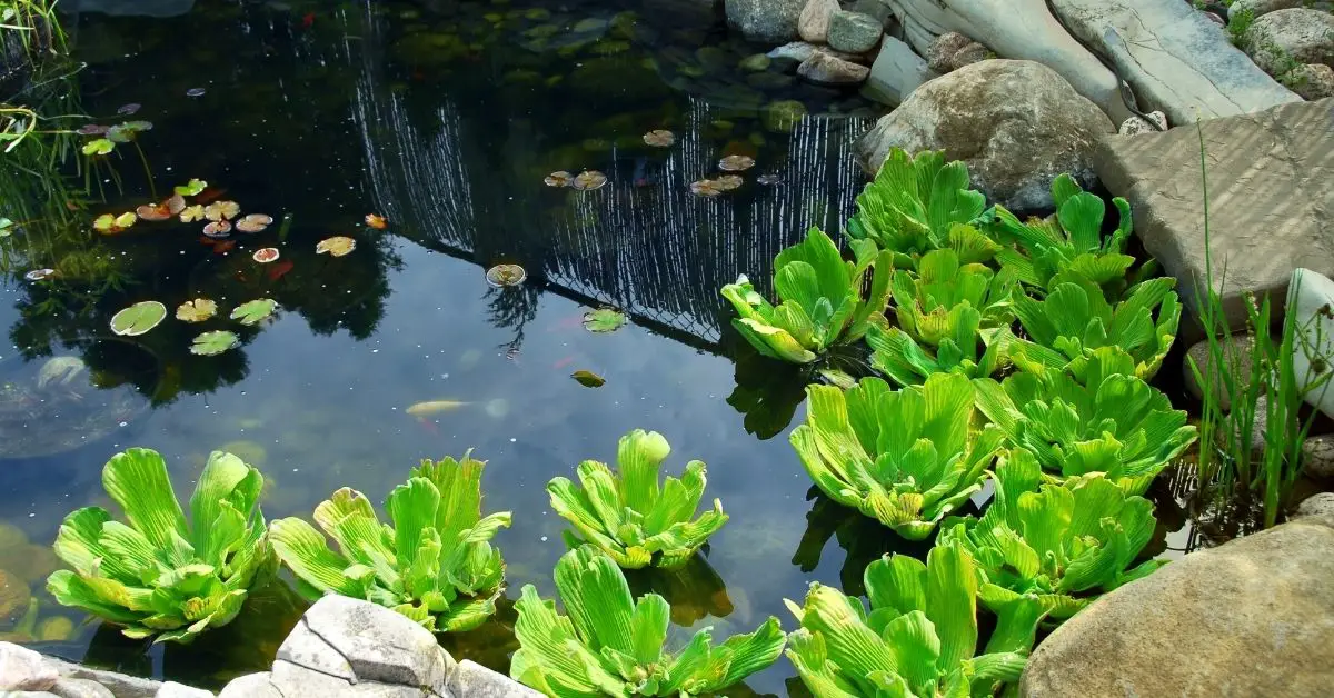 Does Copper Inhibit Algae Growth in Ponds?
