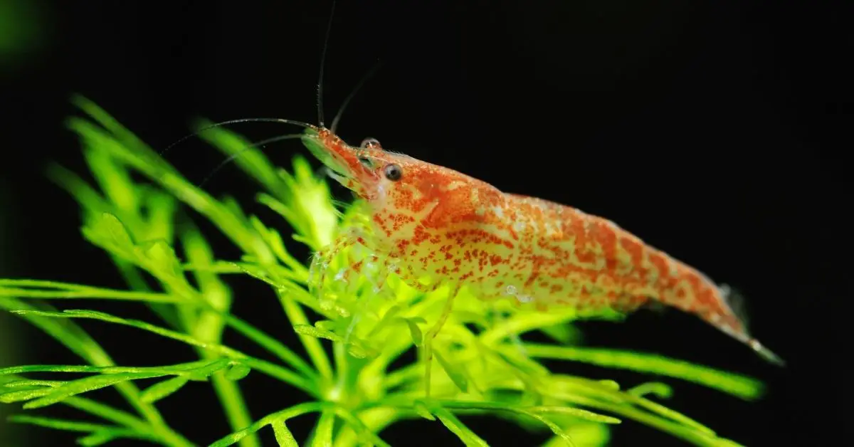 Can I Put Freshwater Shrimp in a Pond?