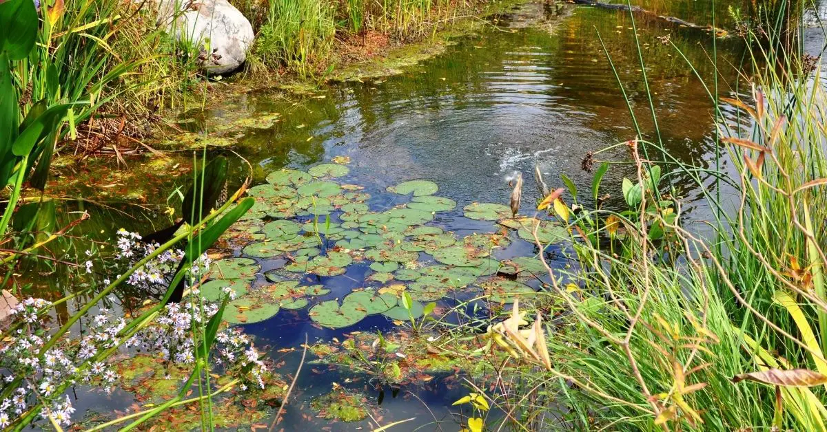 How Do I Get Rid of a Bad Smell from My Pond?