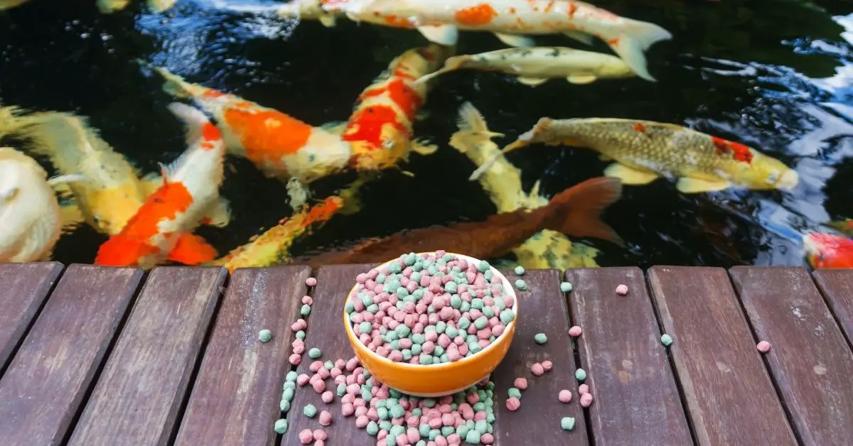 What to Feed Koi to Make Them Grow Fast