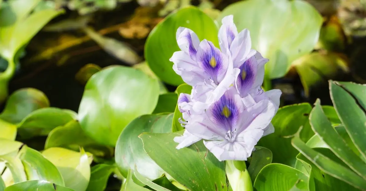 Why Are My Water Hyacinths Dying?