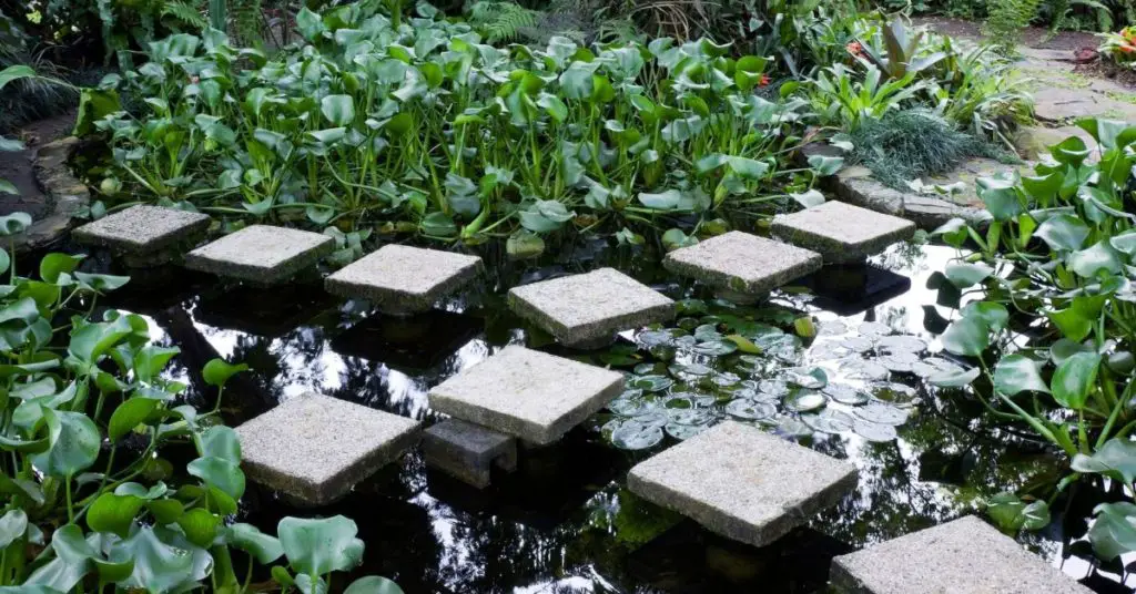 Why Do I Have a Film on Top of My Pond? About Backyard