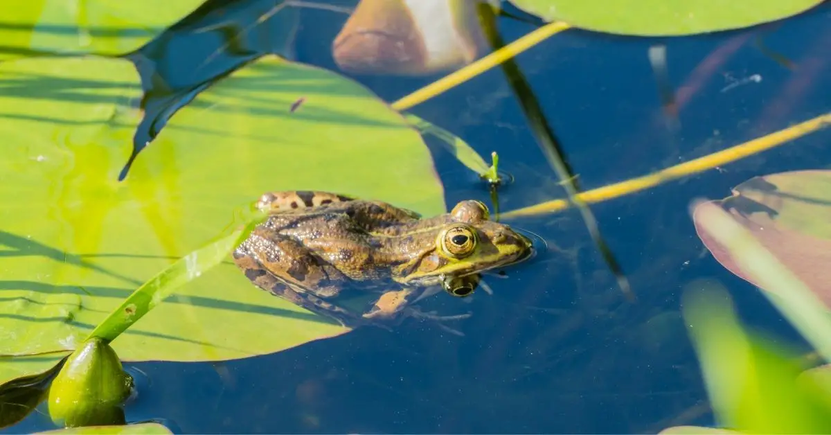 Are Frogs Good or Bad for My Fish Pond? - About Backyard