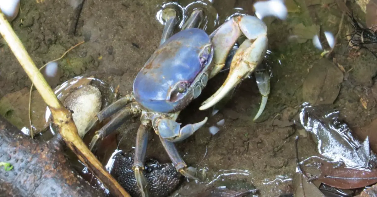 Can Blue Crabs Live in a Freshwater Pond?