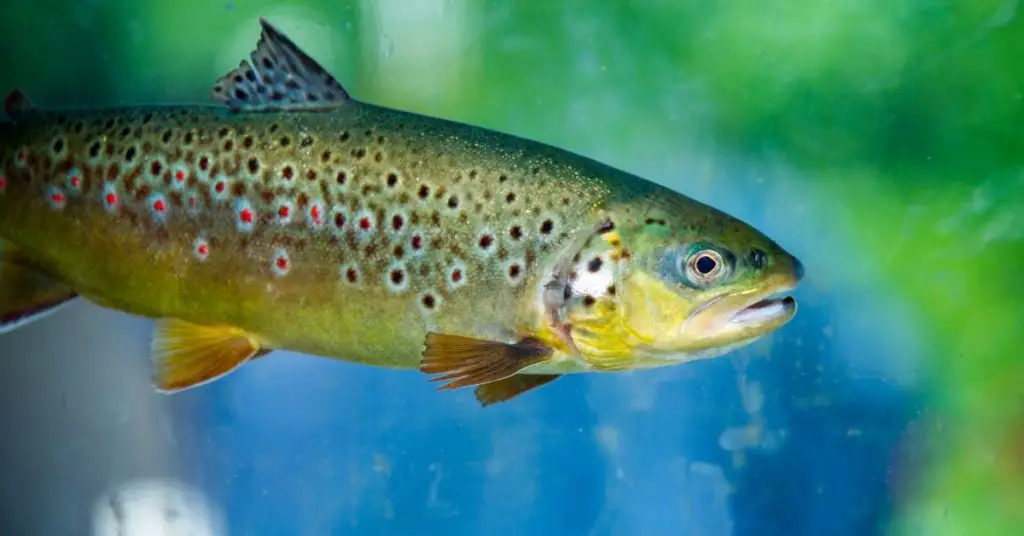 Can Rainbow Trout Live in Your Pond? About Backyard