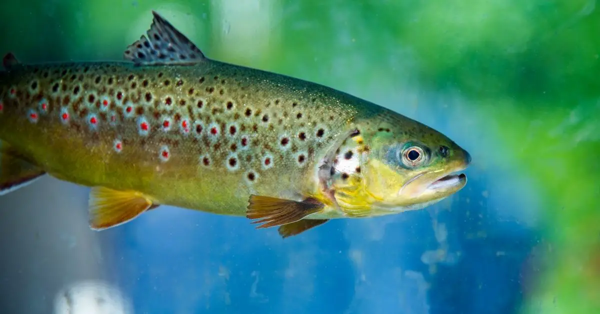 Can Rainbow Trout Live in Your Pond?