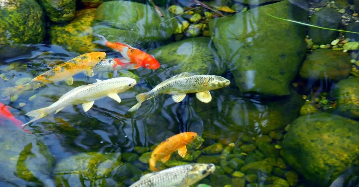 can-you-fill-a-fish-pond-with-tap-water-about-backyard