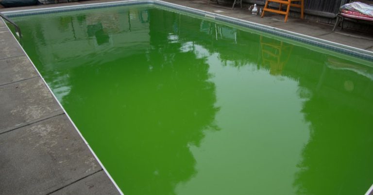 kill algae in pool fast