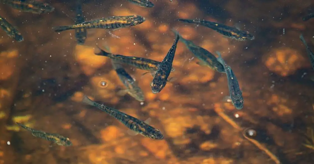 Can You Keep Minnows in a Pond? About Backyard