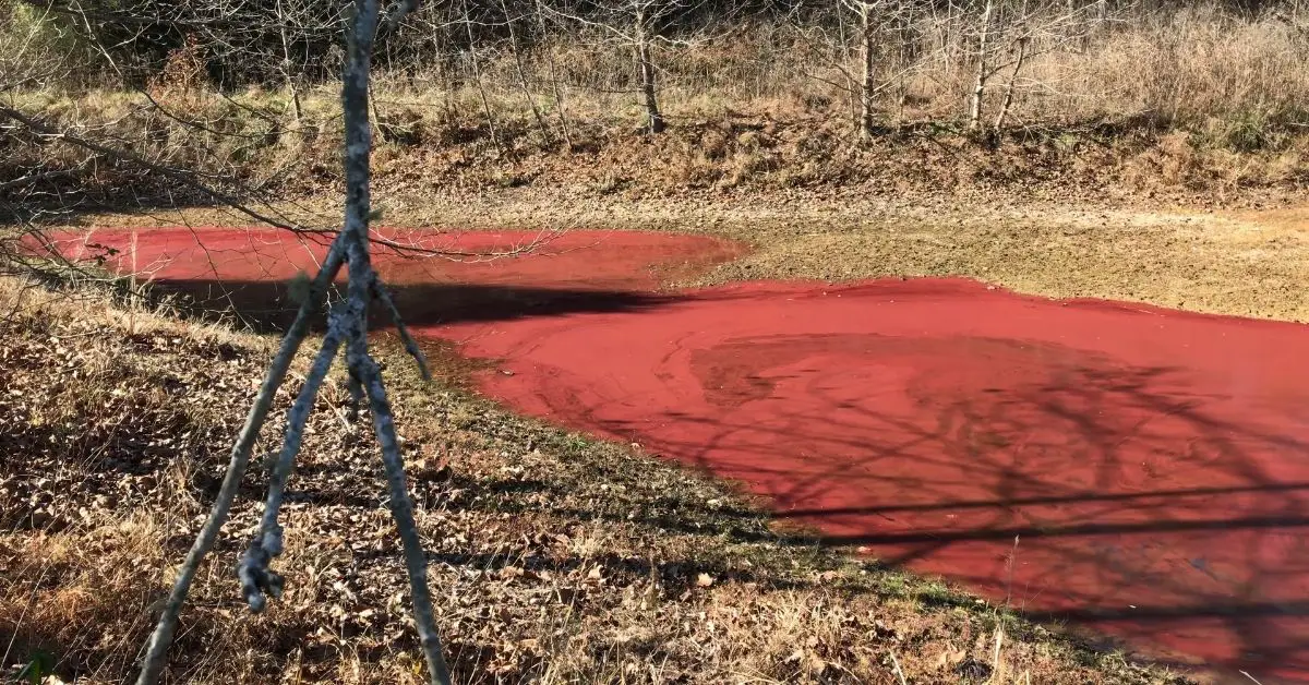 Why Does Pond Water Turn Red?