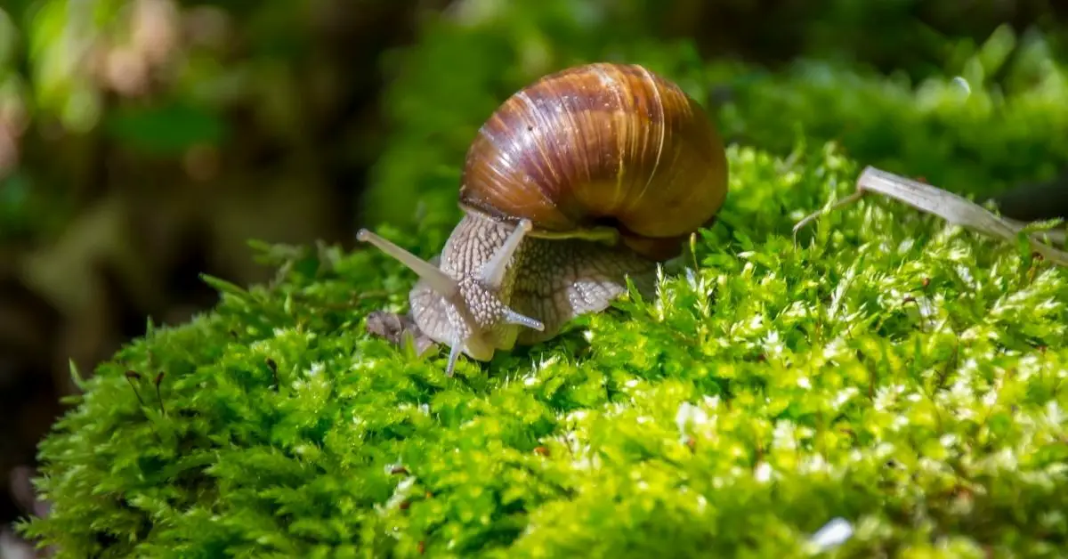 Are Freshwater Snails Dangerous to My Pond?