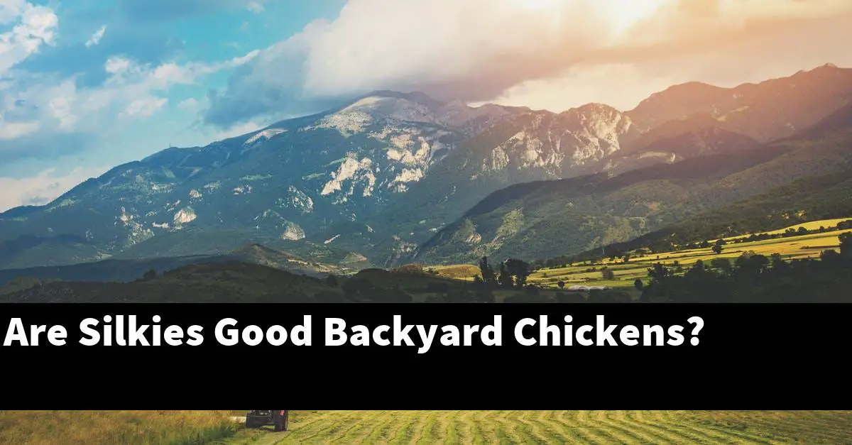 Are Silkies Good Backyard Chickens?