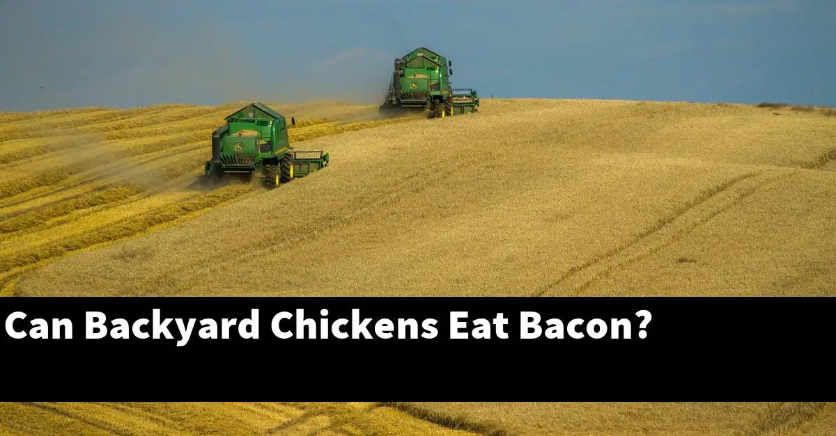 Can Backyard Chickens Eat Bacon?