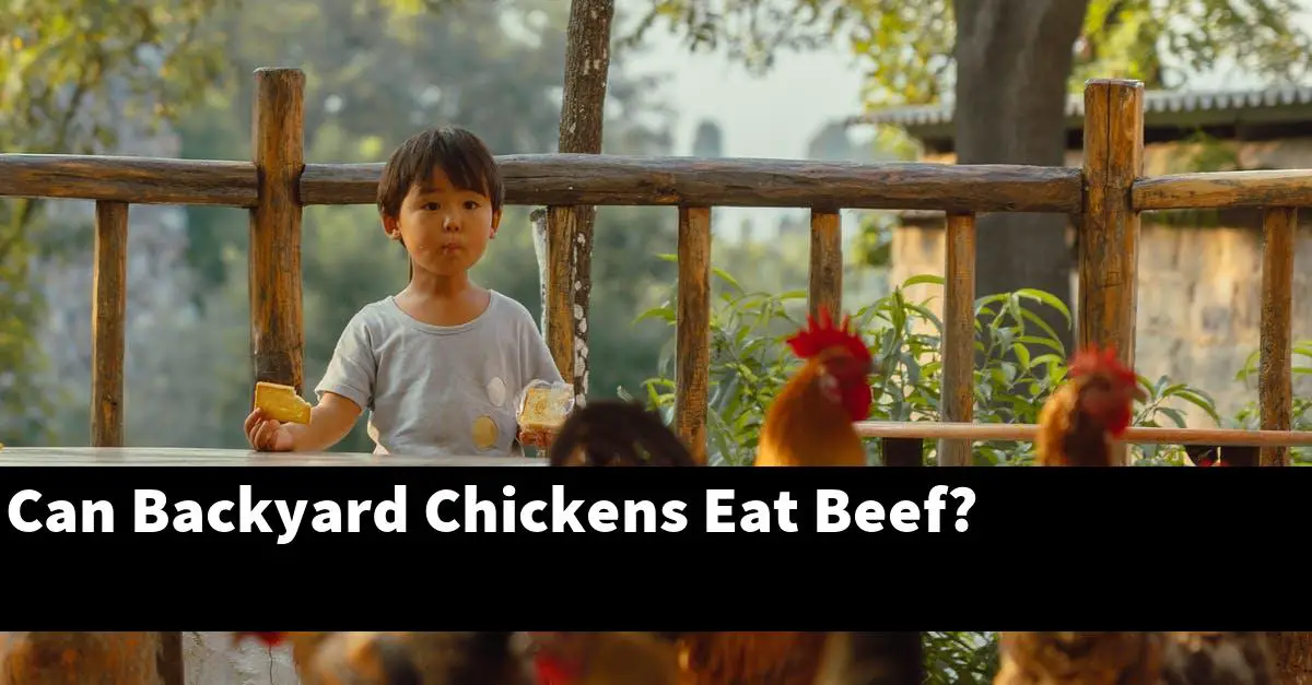 Can Backyard Chickens Eat Beef?