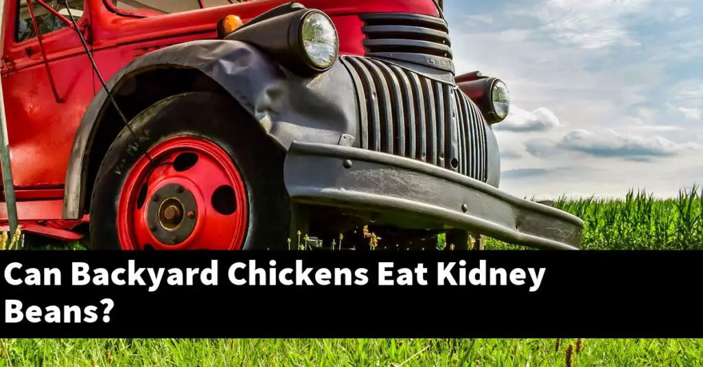 Can Backyard Chickens Eat Kidney Beans? About Backyard