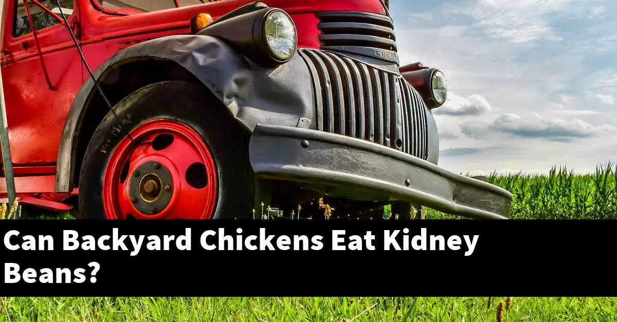 Can Backyard Chickens Eat Kidney Beans?