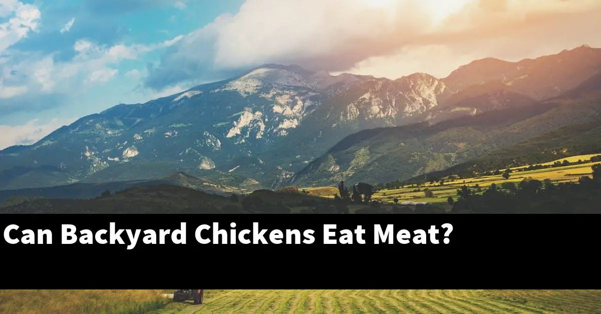 Can Backyard Chickens Eat Meat?