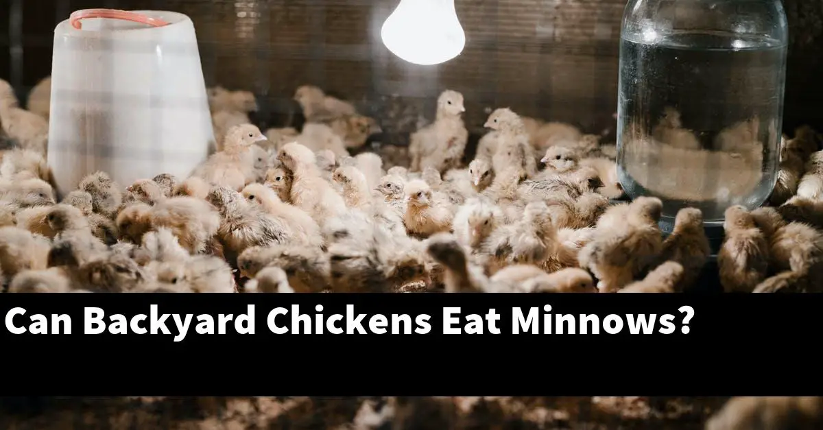Can Backyard Chickens Eat Minnows?