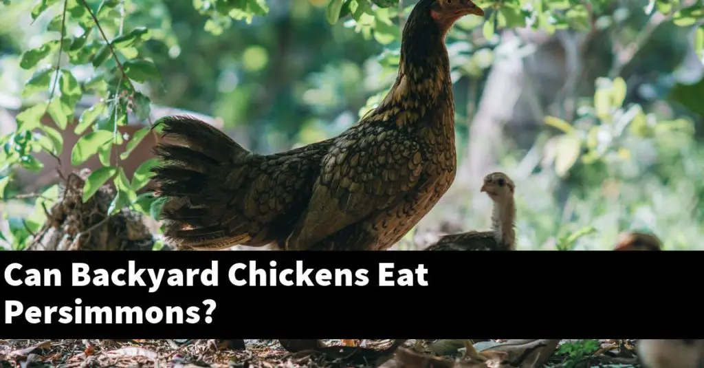 Can Backyard Chickens Eat Persimmons? About Backyard