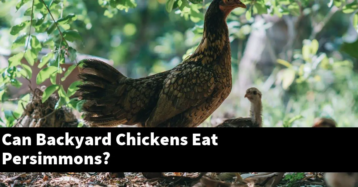 Can Backyard Chickens Eat Persimmons?