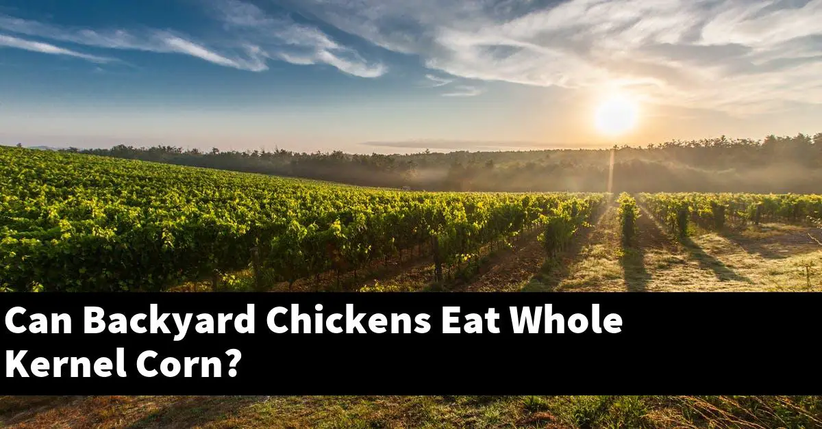 Can Backyard Chickens Eat Whole Kernel Corn?