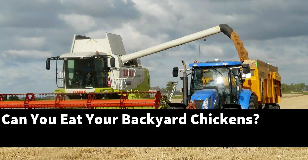 Can You Eat Your Backyard Chickens?