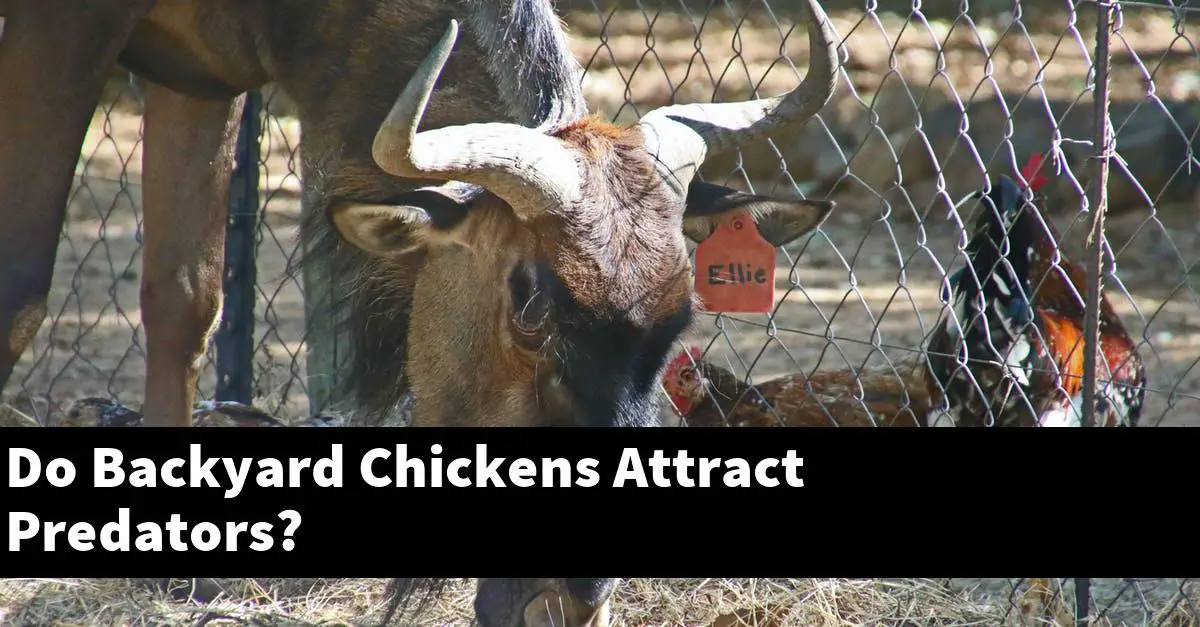Do Backyard Chickens Attract Predators?