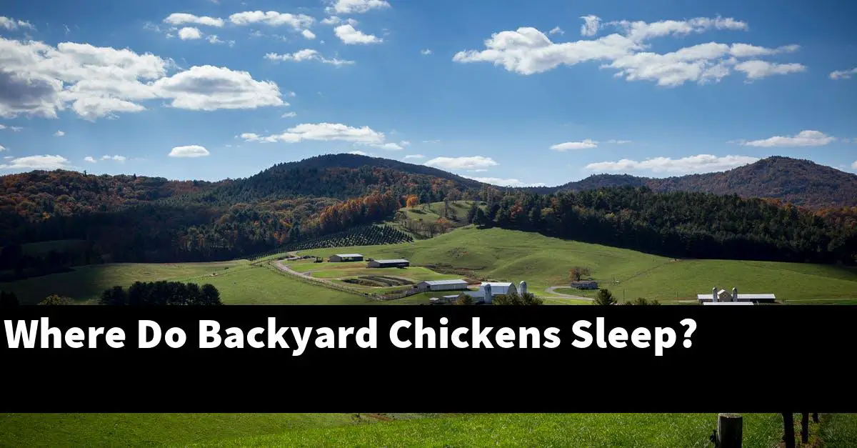 Where Do Backyard Chickens Sleep?