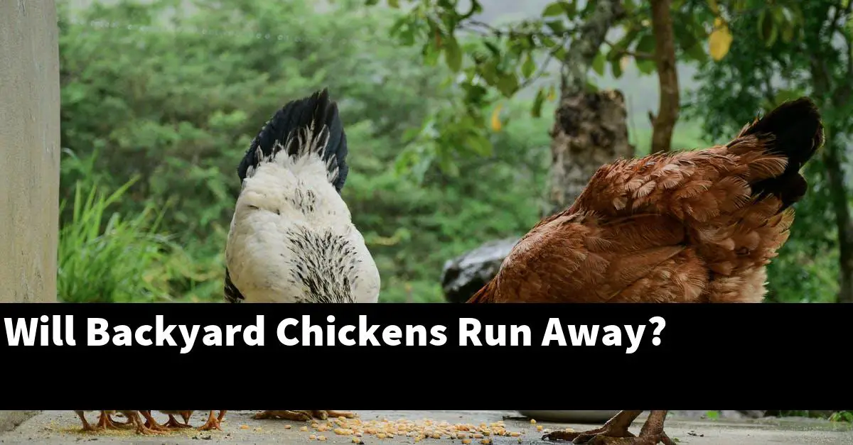 Will Backyard Chickens Run Away?