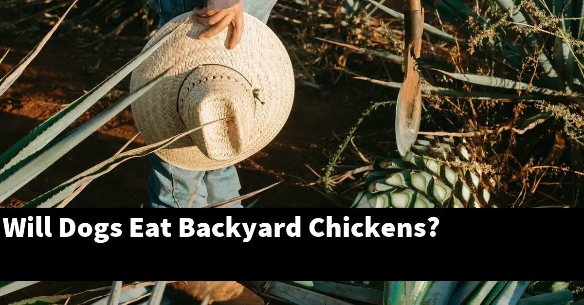 Will Dogs Eat Backyard Chickens?